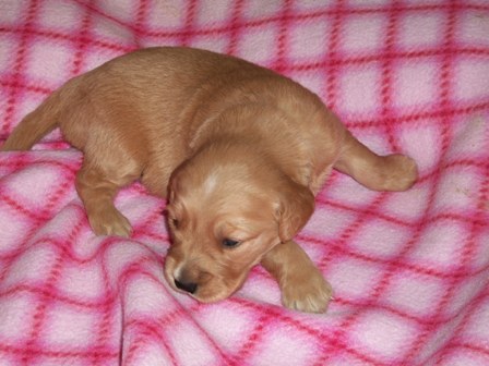 picture of Camo Turquoise 12